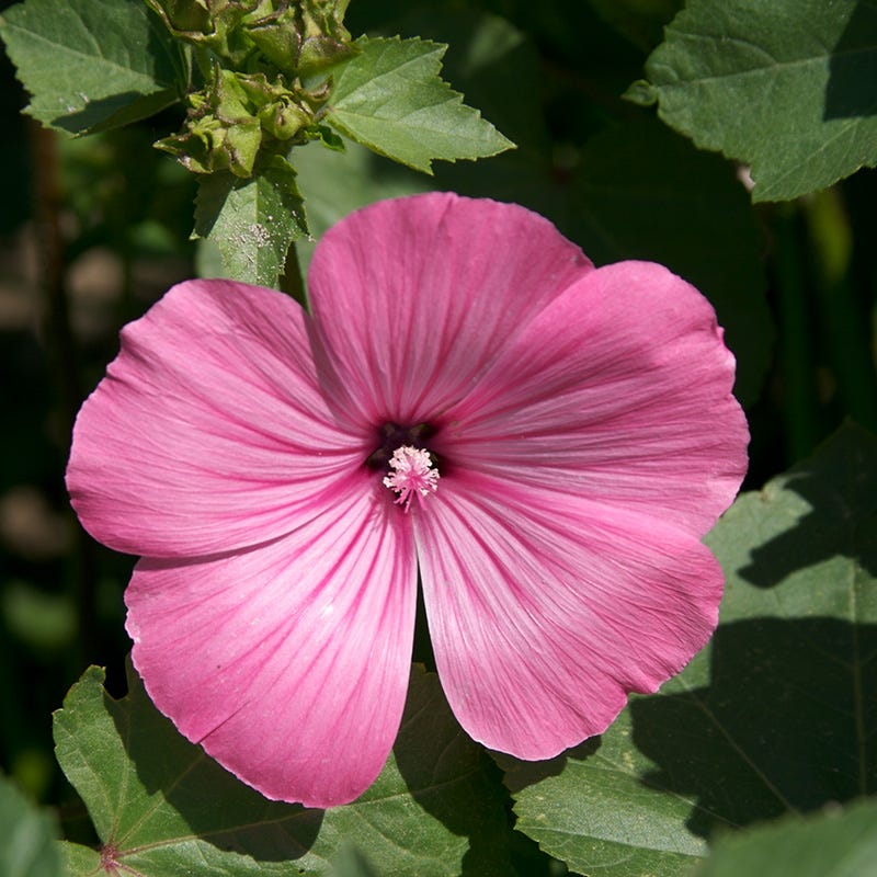 Pink Wildflower Seed Mix - Image 4