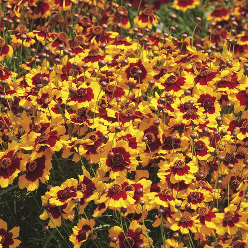 Plains Coreopsis Seeds
