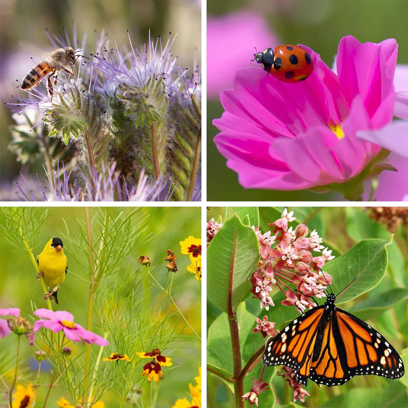 Pollinator Wildflower Seed Patchwork
