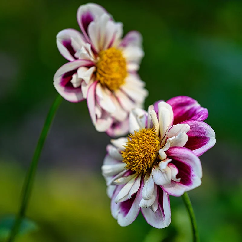 Bumble Rumble Anemone Dahlia
