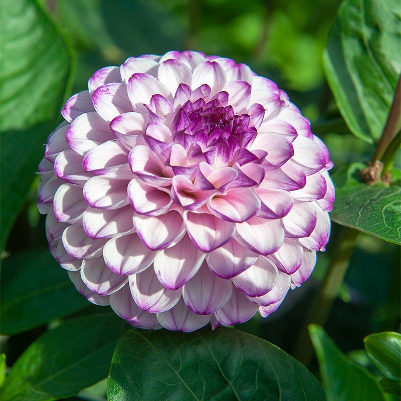 Genova Ball Dahlia