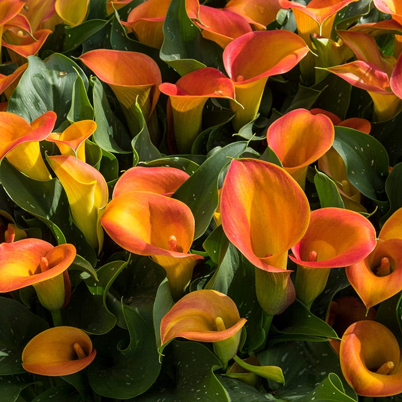 Jewelbox Calla Collection - Image 5