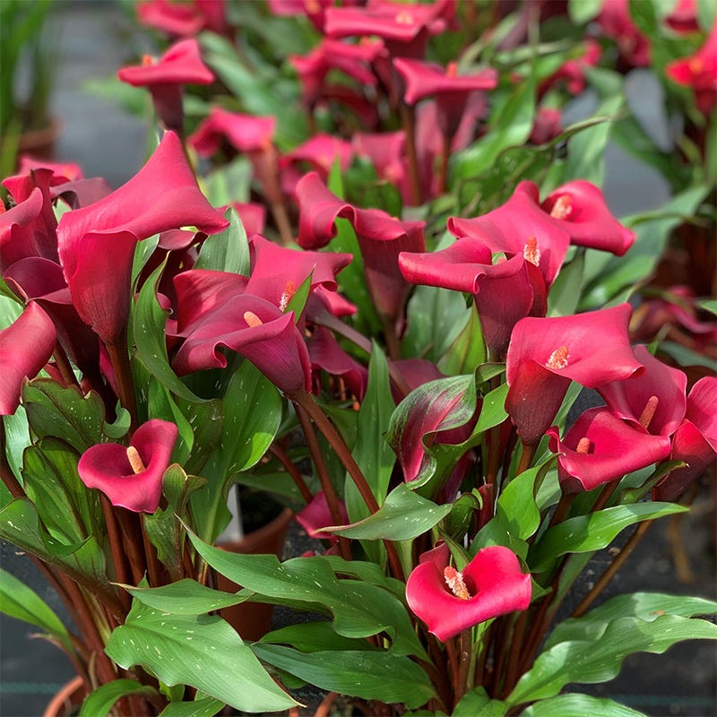Rocket Calla Lily