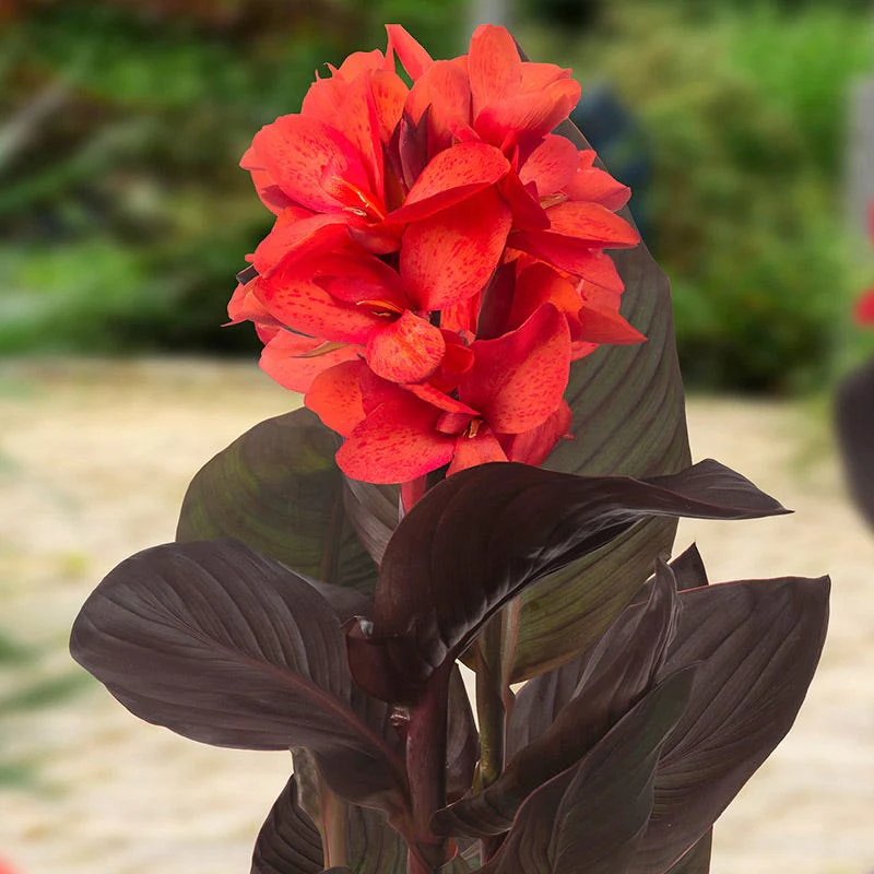CannaSol™ Happy Julia Canna Lily
