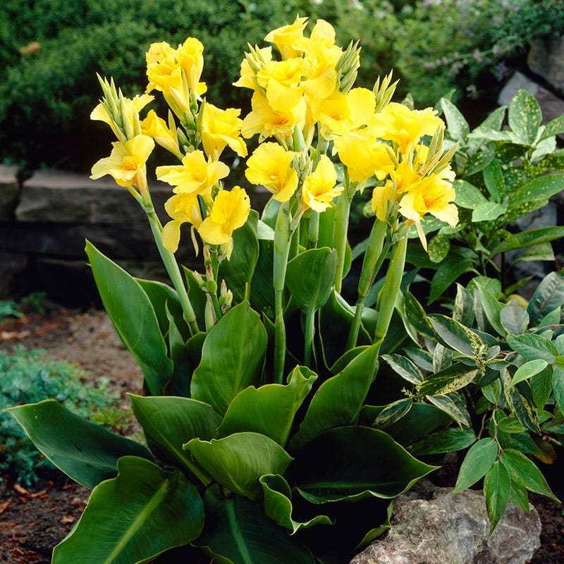 Richard Wallace Canna Lily - Image 2