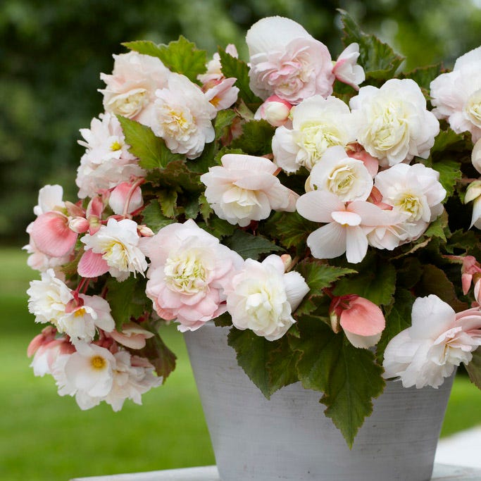 Angelique Fragrant Begonia