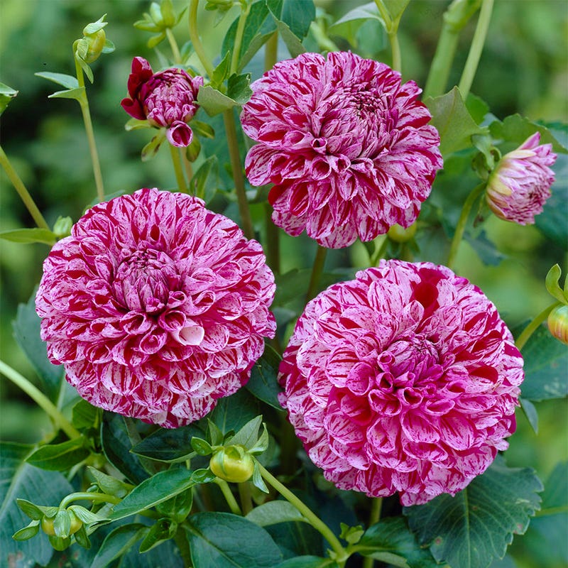 Marble Ball Dahlia