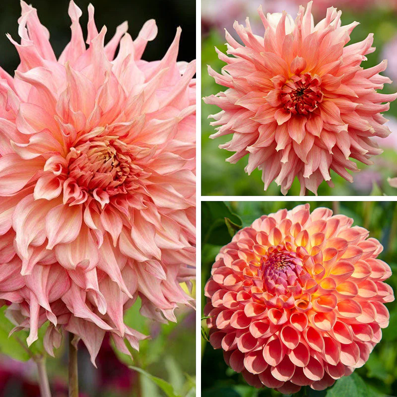 Southern Peach Dahlia Collection