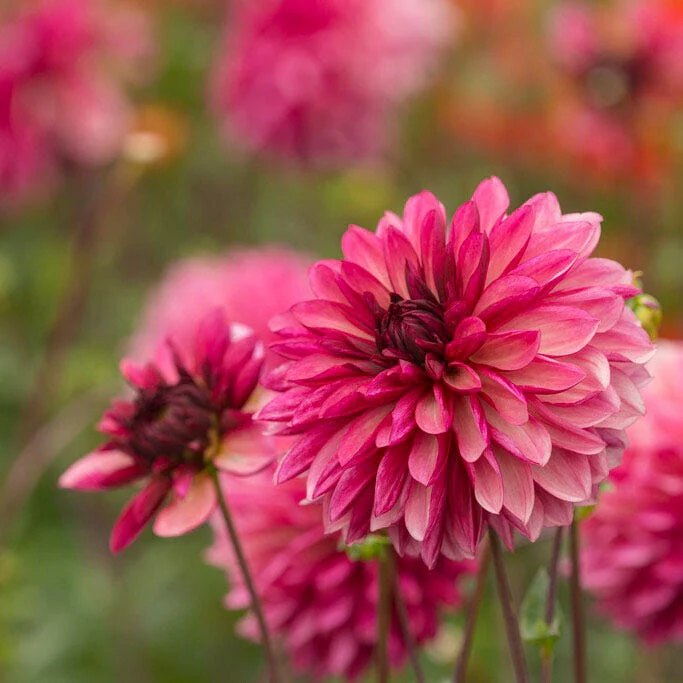 Bacardi Decorative Dahlia