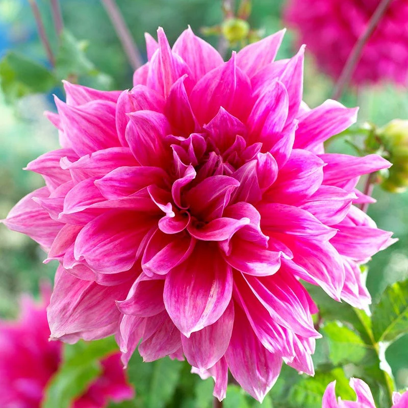 Raspberry Apricot Dinner Plate Dahlia Collection - Image 5