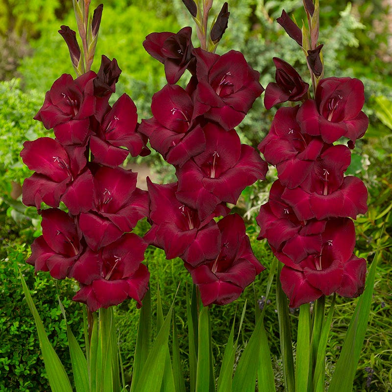Espresso Gladiolus