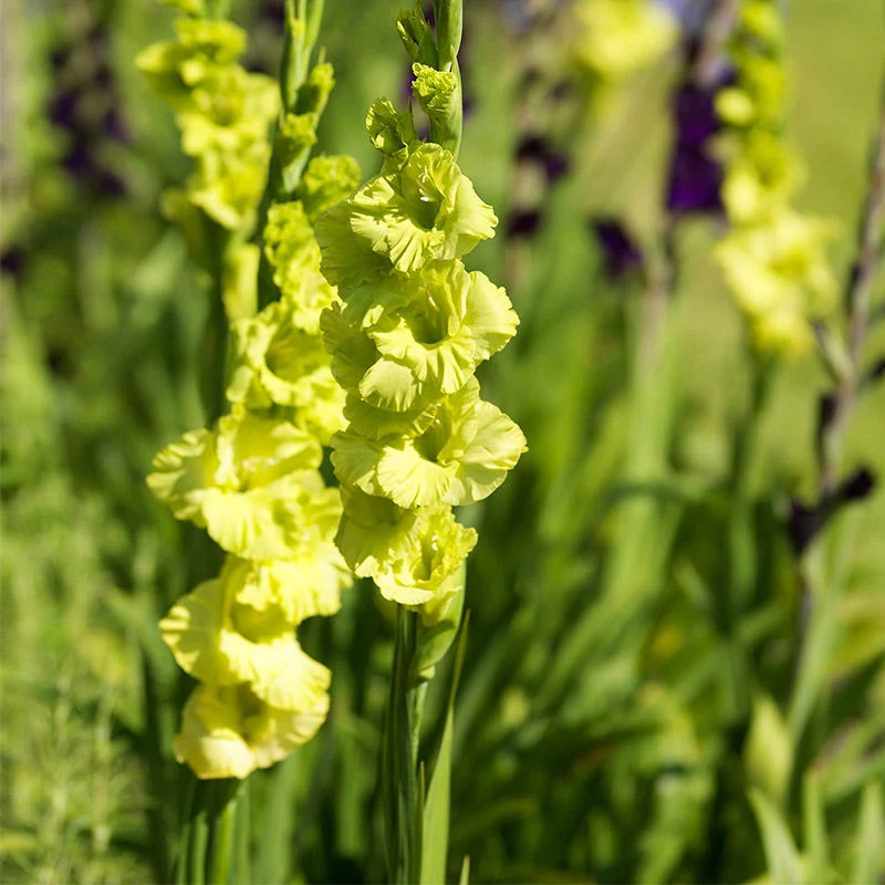 Green Star Gladiolus