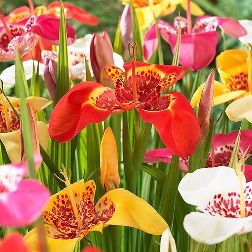 Mexican Shellflower Mix