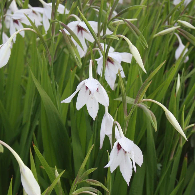 Peacock Orchid - Image 5