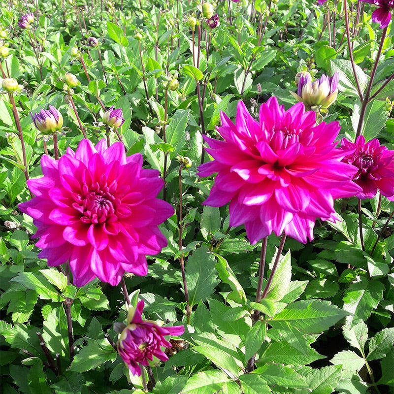 Blue Boy Semi Dinner Plate Dahlia