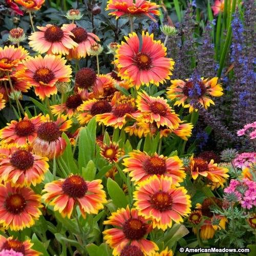 Sun Loving Pre-Planned Garden - Large - Image 13