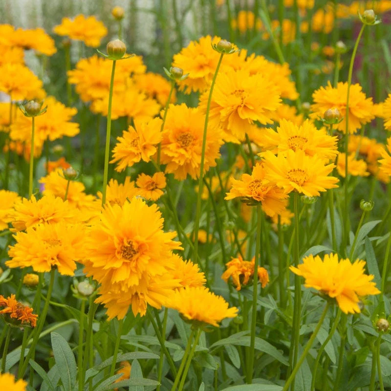 Sun Loving Pre-Planned Garden - Large - Image 9