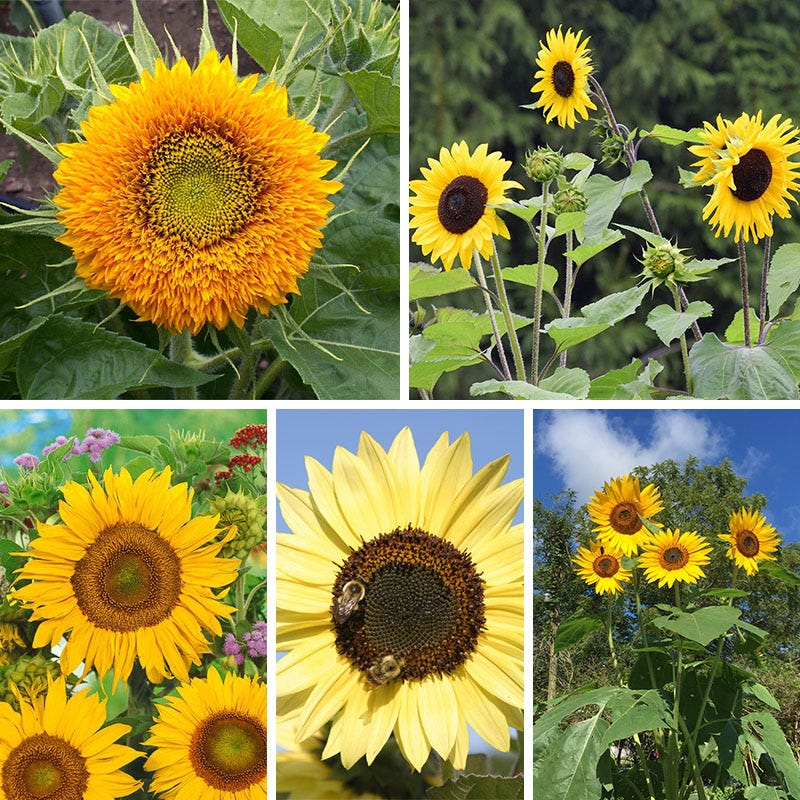 Sunflower Seed Mix