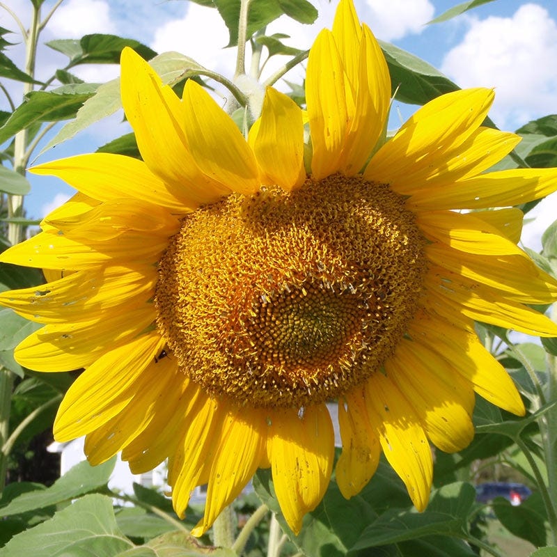 Mammoth Grey Stripe Sunflower Seeds - Image 3