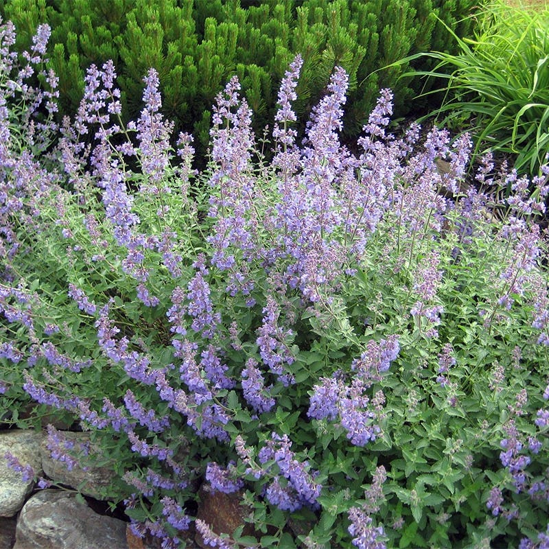 Fragrant Flower Pre-Planned Garden - Image 8