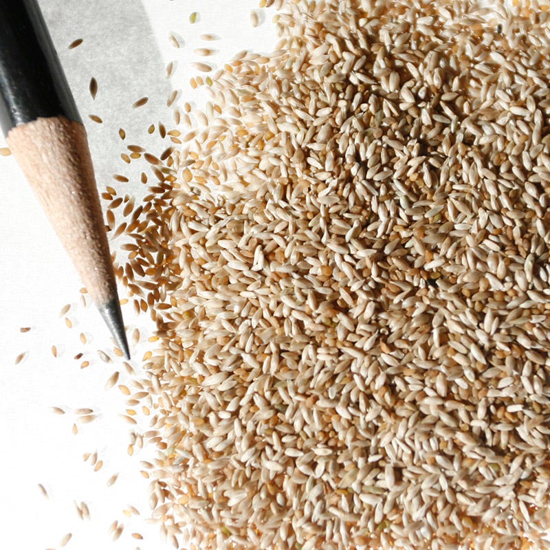 Timothy Grass Seeds - Image 5