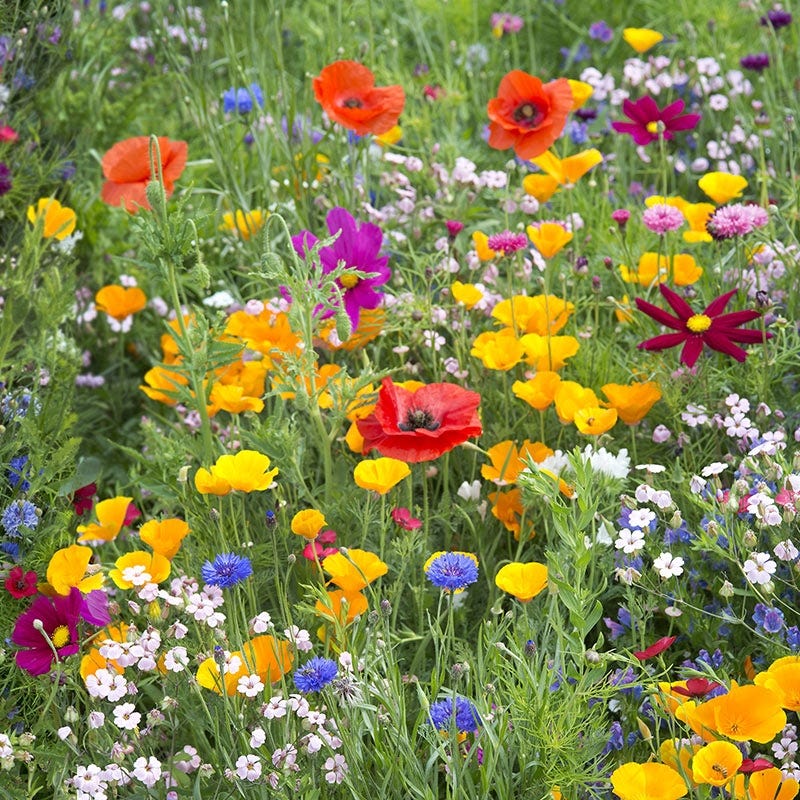 West Select Wildflower Seed Mix
