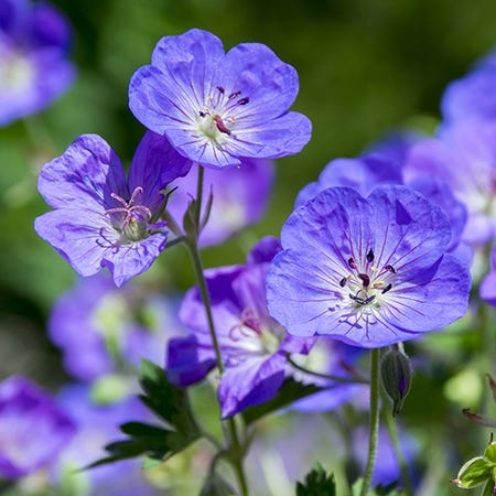 Whimsical Pre-Planned Garden - Image 13