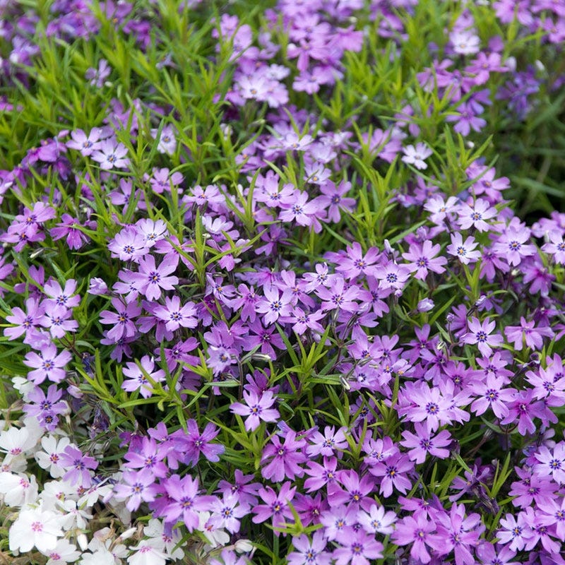 Whimsical Pre-Planned Garden - Image 9