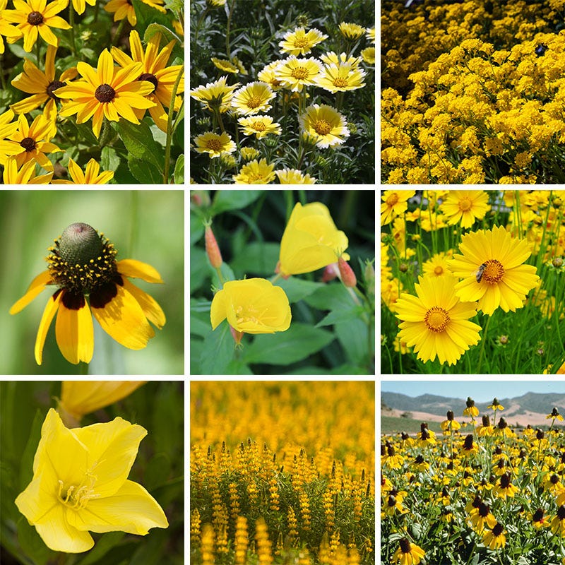 Radiant Rainbow Wildflower Seed Patchwork - Image 4