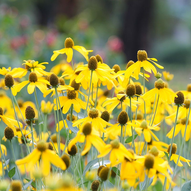 Yellow Prairie Coneflower Seeds